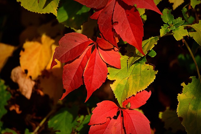 autumn