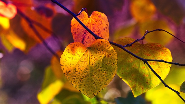 autumn