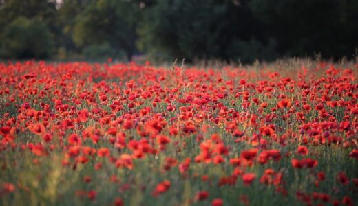 四季折々の絶景を巡る旅！日本の魅惑的な旅行先30選