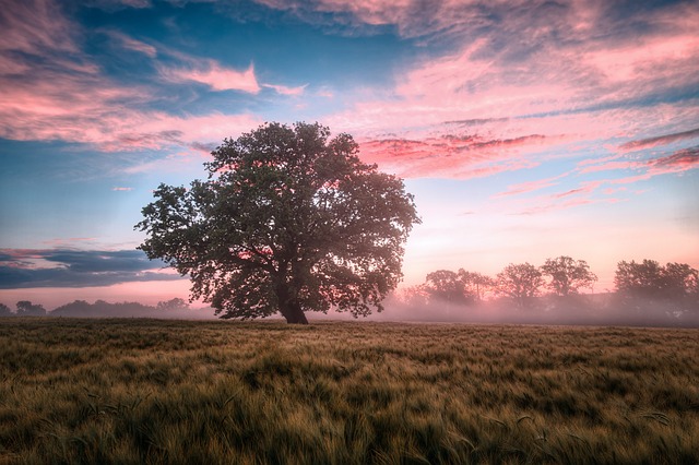 landscapes