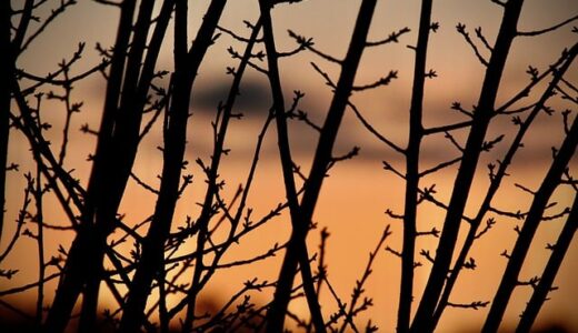 春の国内旅行おすすめスポット20選！桜・花畑・温泉で日本の魅力を満喫