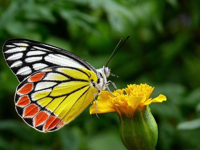 spring